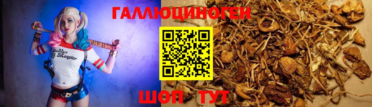 Псилоцибиновые грибы Cubensis  Псилоцибиновые грибы Cubensis  Братск  Вход с VPN 